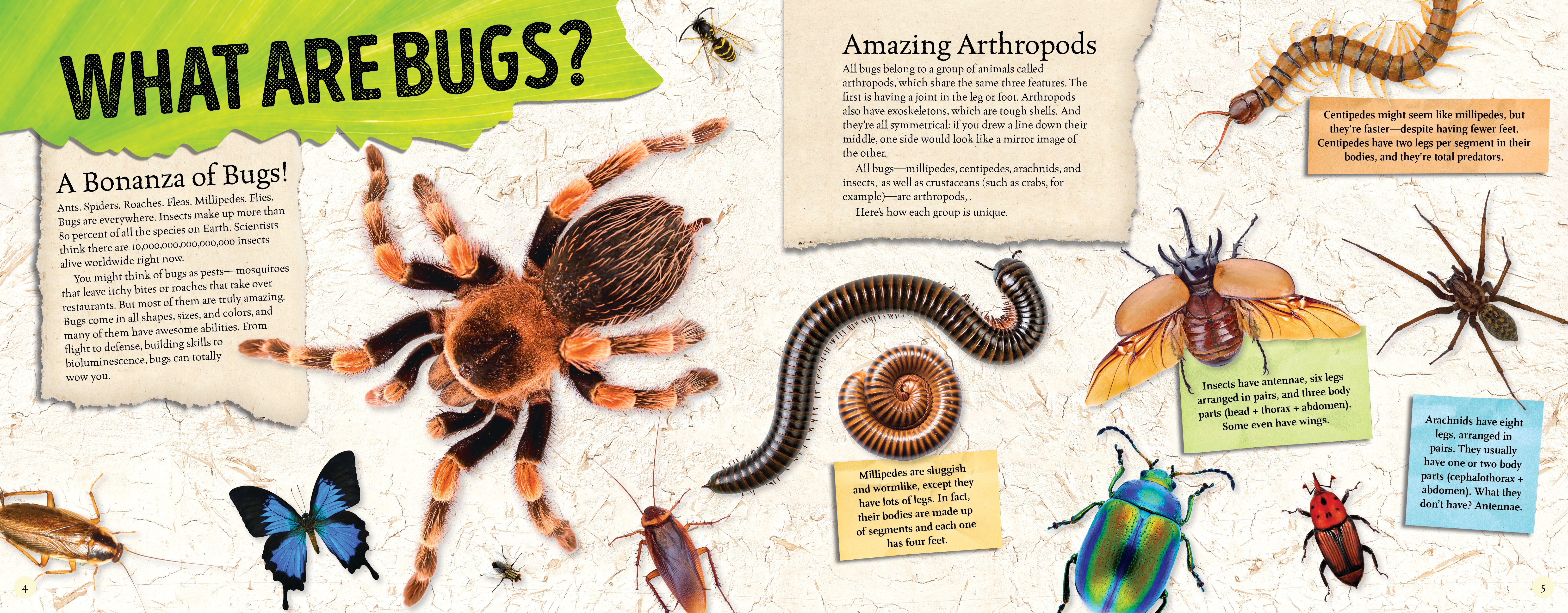 Amazing World: Bugs by L. J. Tracosas | Quarto At A Glance | The Quarto  Group