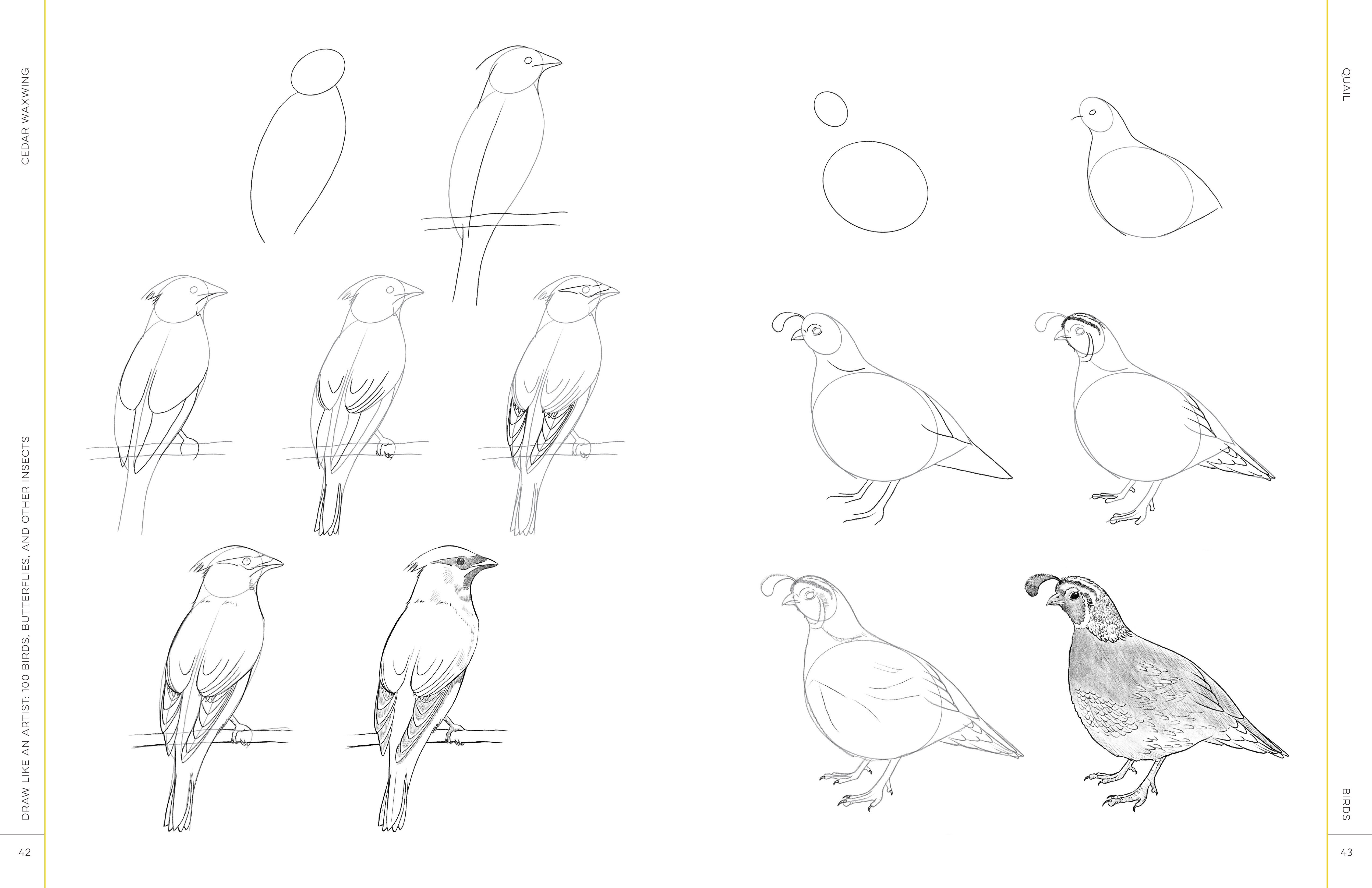 Draw Like an Artist: 100 Birds, Butterflies, and Other Insects