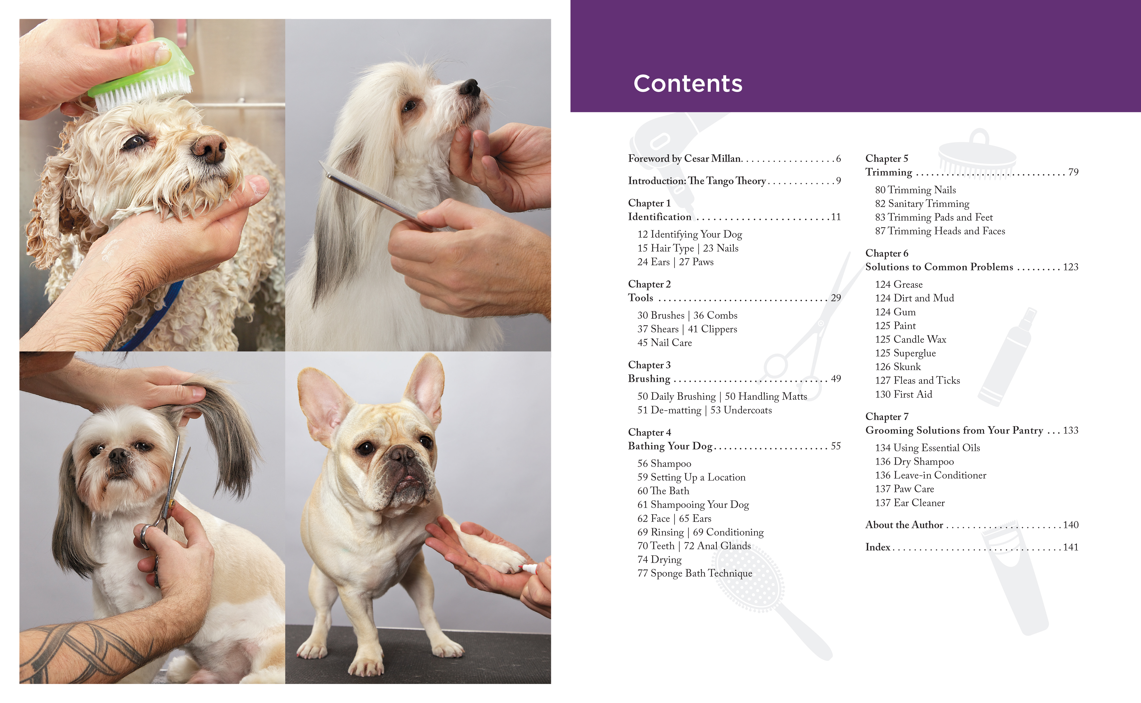 Dog Grooming for Beginners