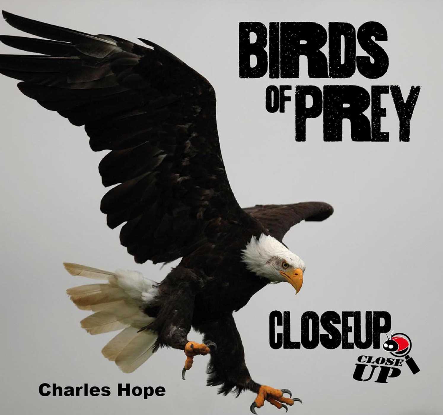 Picture of Birds of Prey CloseUp