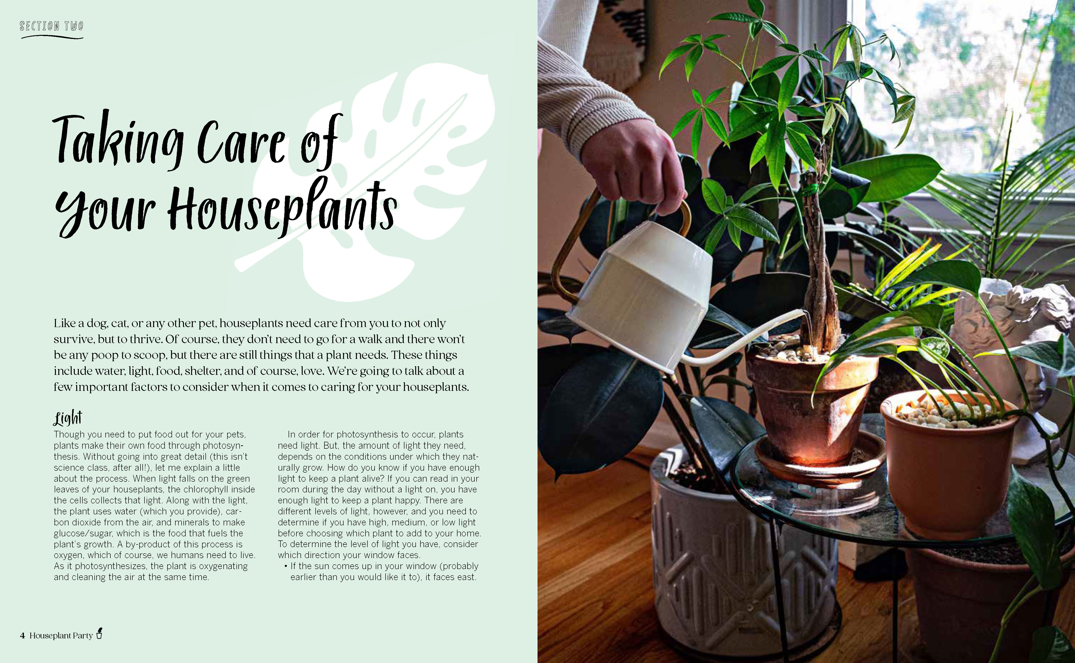 Creative Houseplant Projects