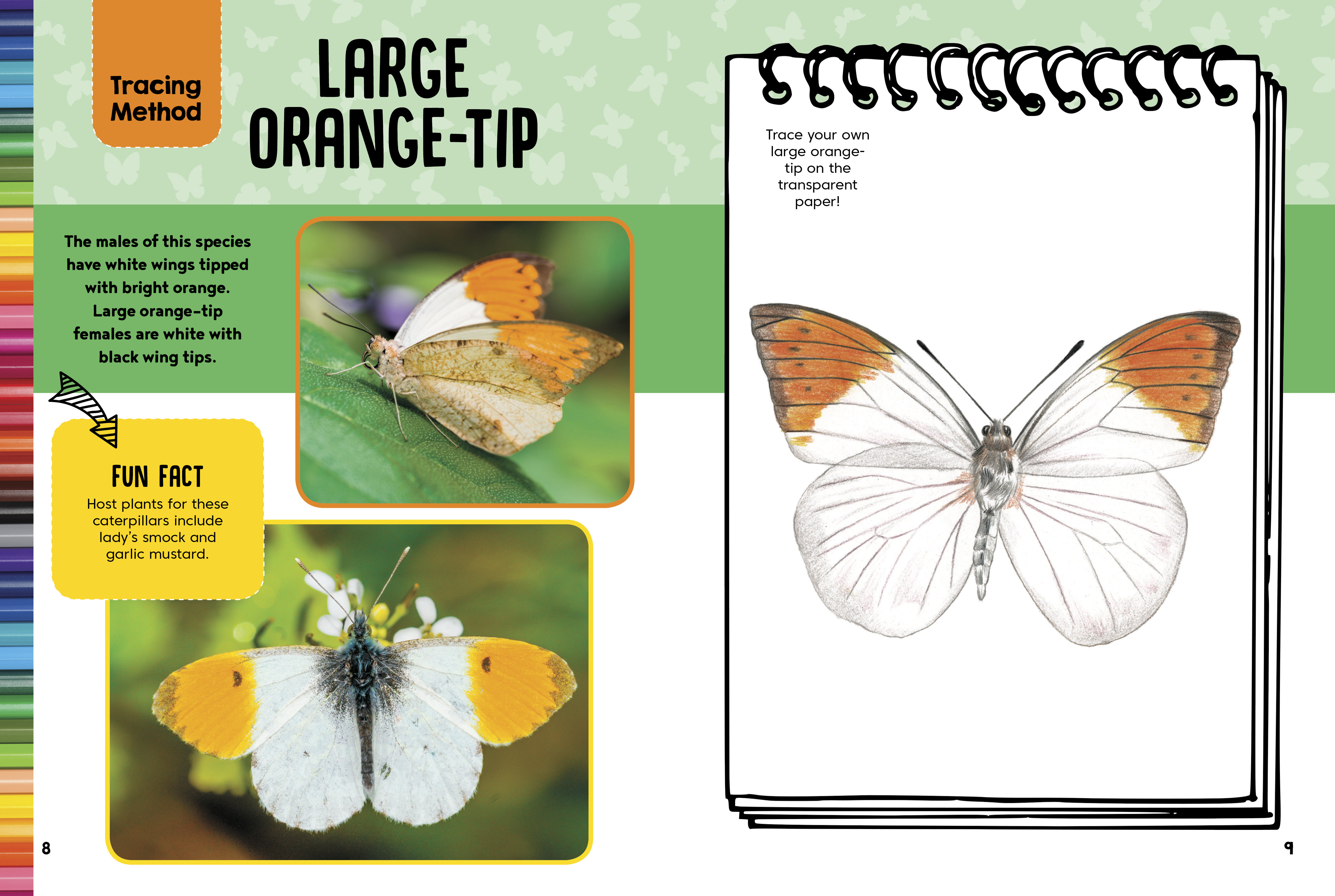 Birds & Butterflies Drawing & Activity Book