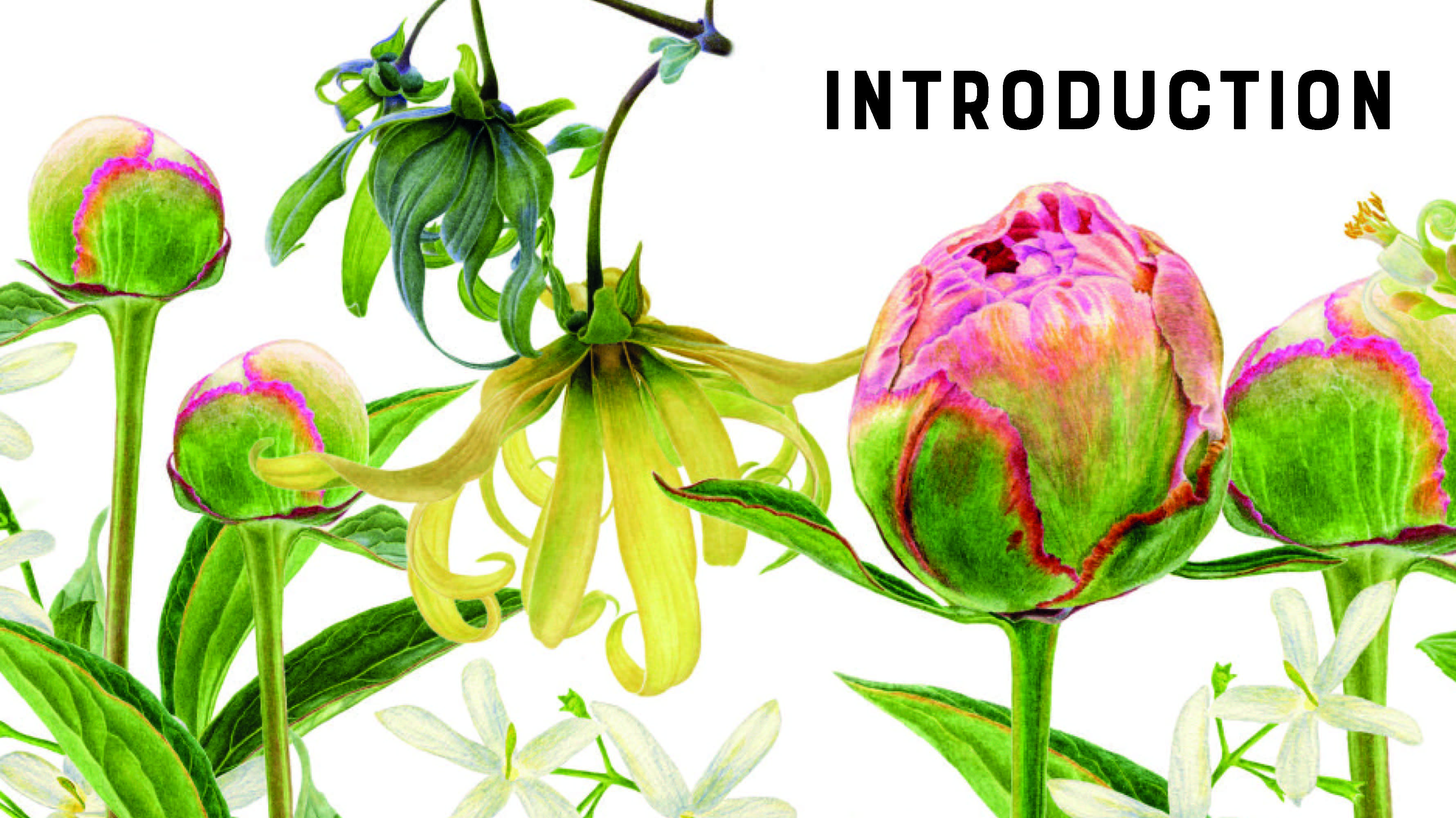 New Ideas in Botanical Painting