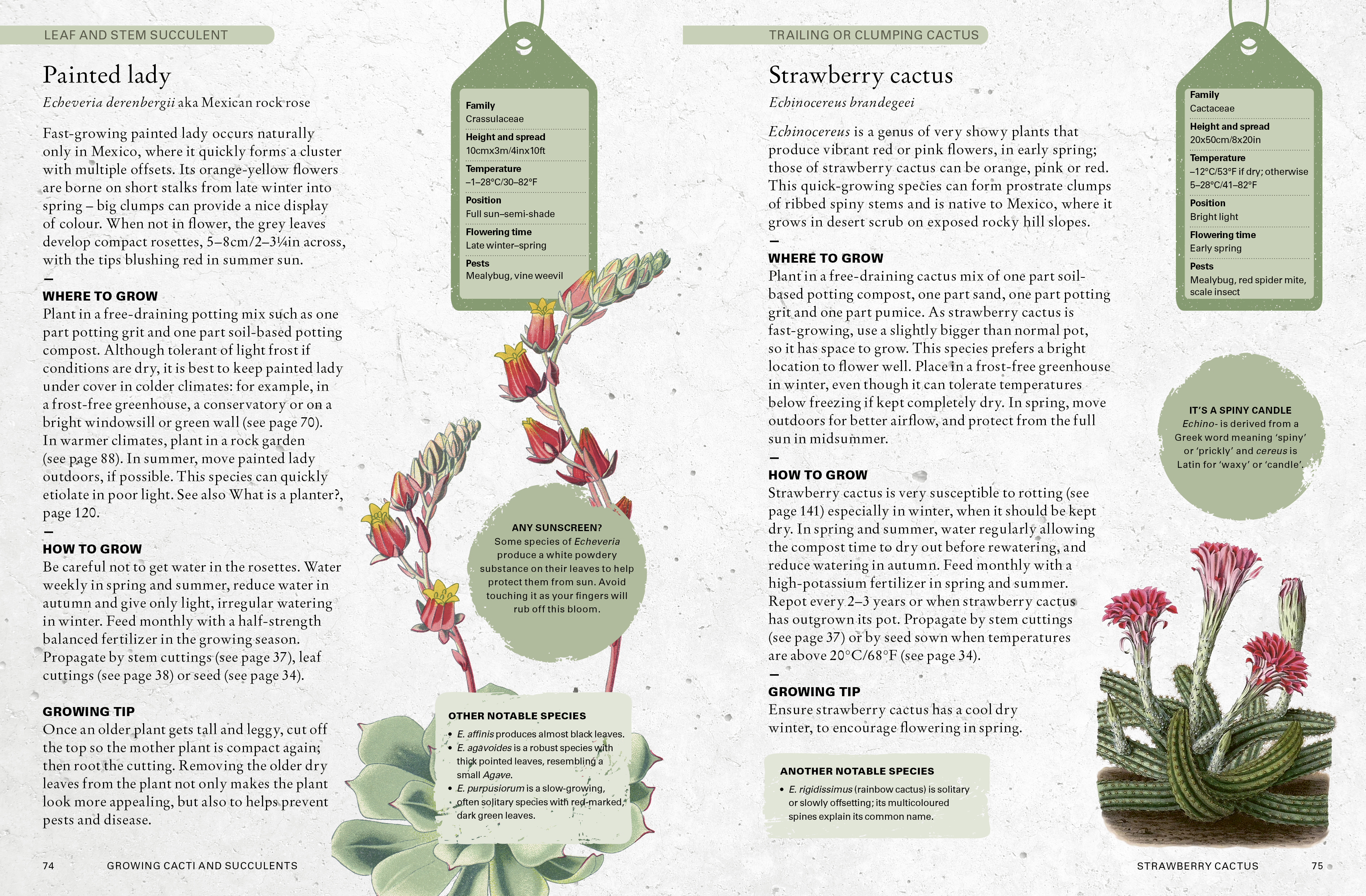Kew Gardener's Guide to Growing Cacti and Succulents