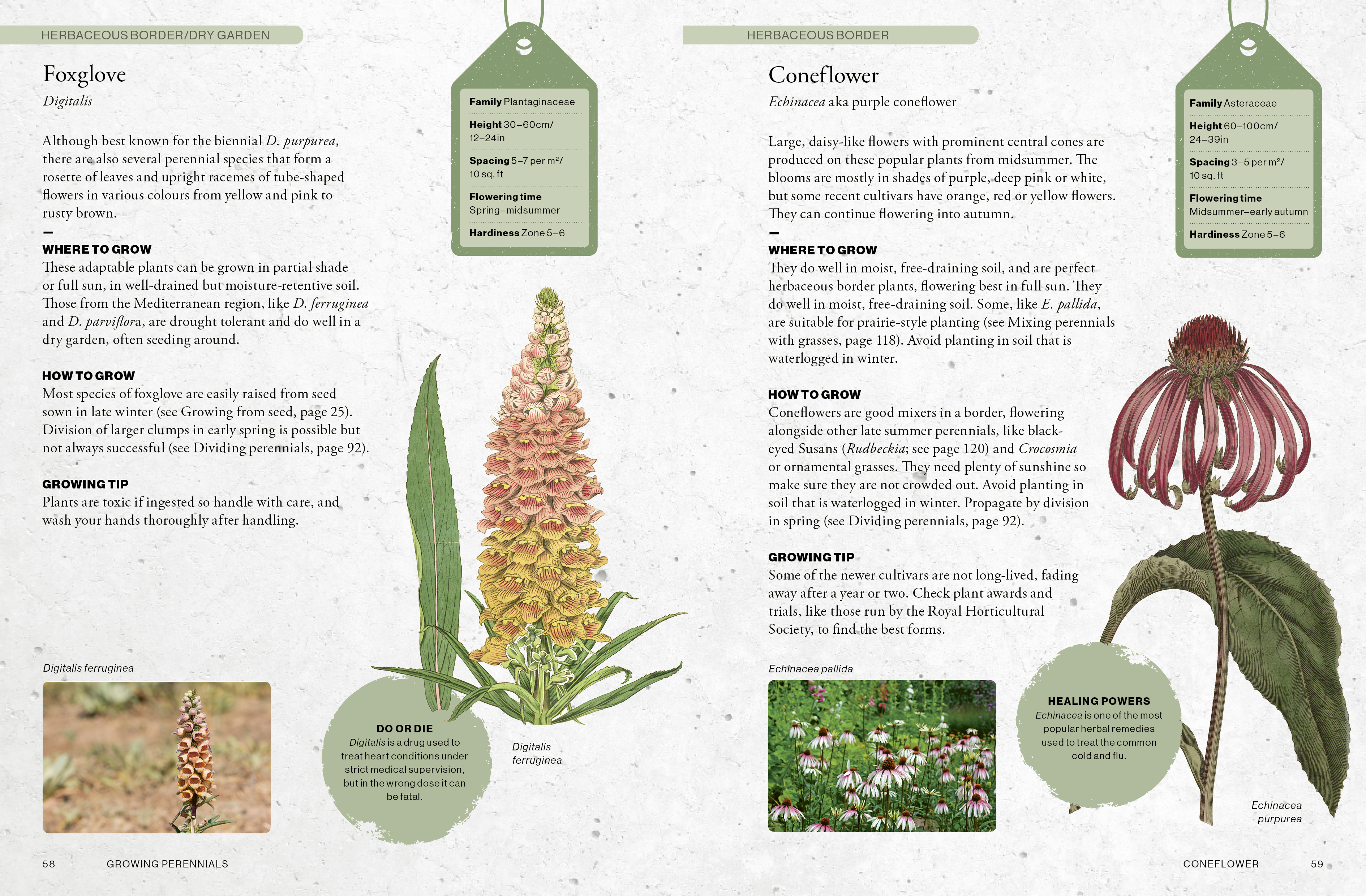 The Kew Gardener's Guide to Growing Perennials