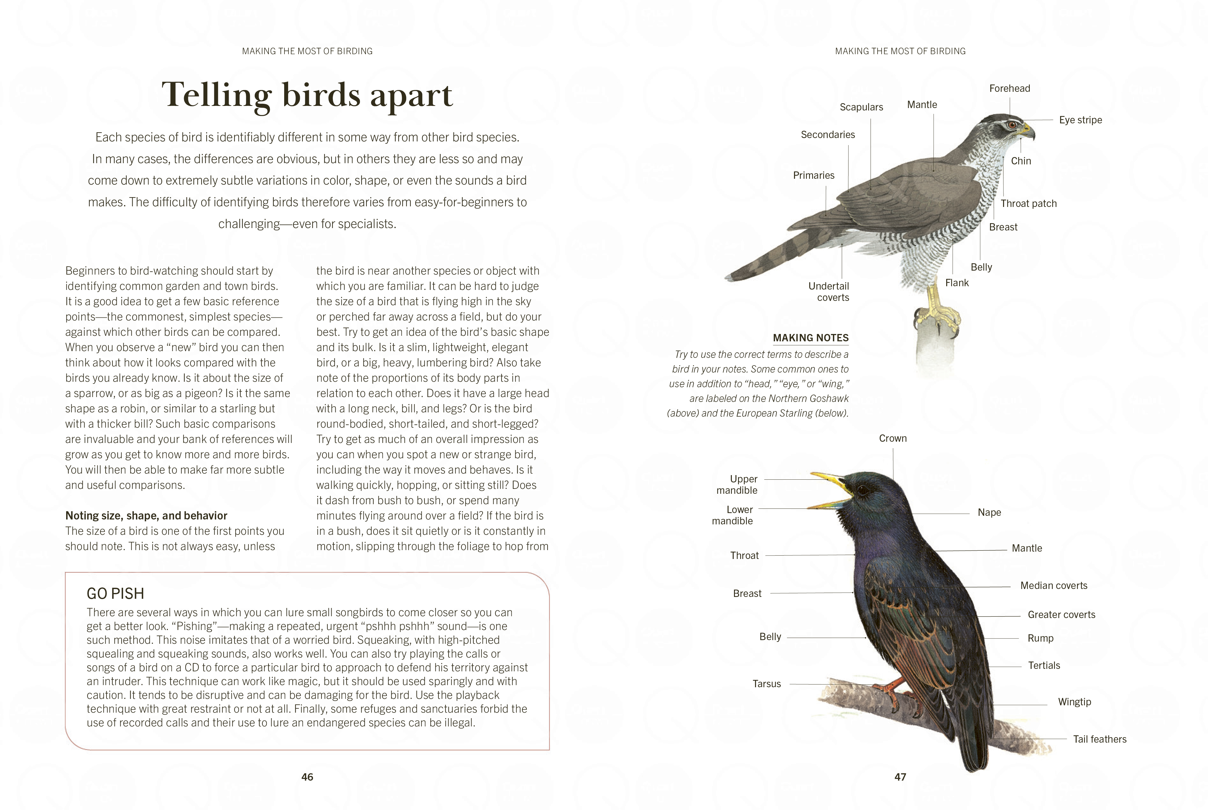 A Field Guide to Backyard Birds of North America
