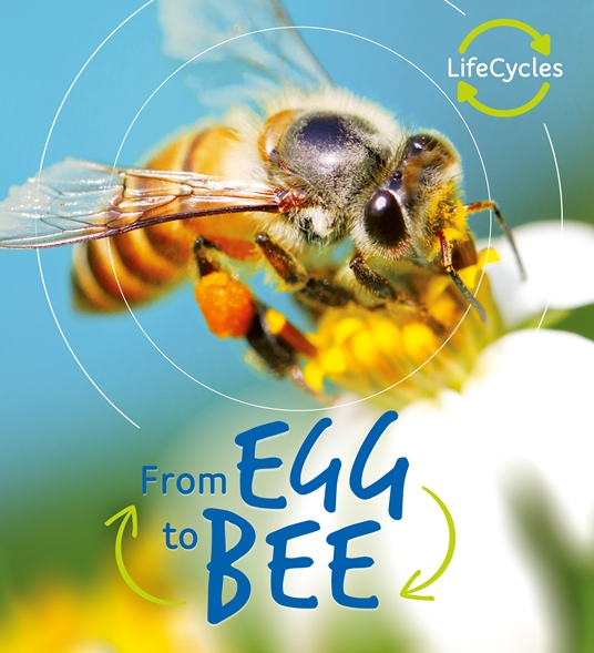 Lifecycles: Egg to Bee