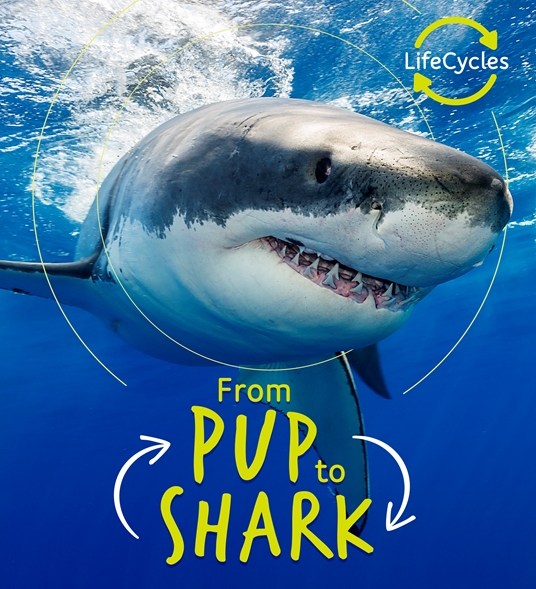 Lifecycles - Pup To Shark
