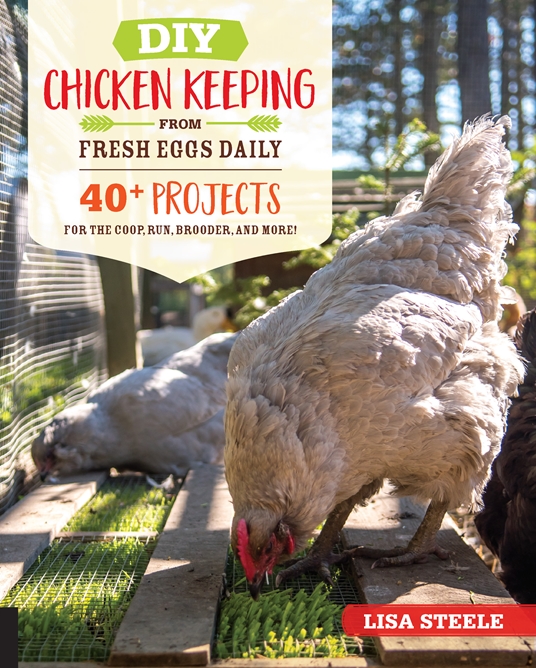 Preventing Rotten Eggs {What NOT to Feed Your Chickens} - Yellow Birch  Hobby Farm