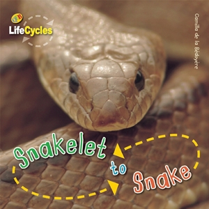 Snakelet to Snake